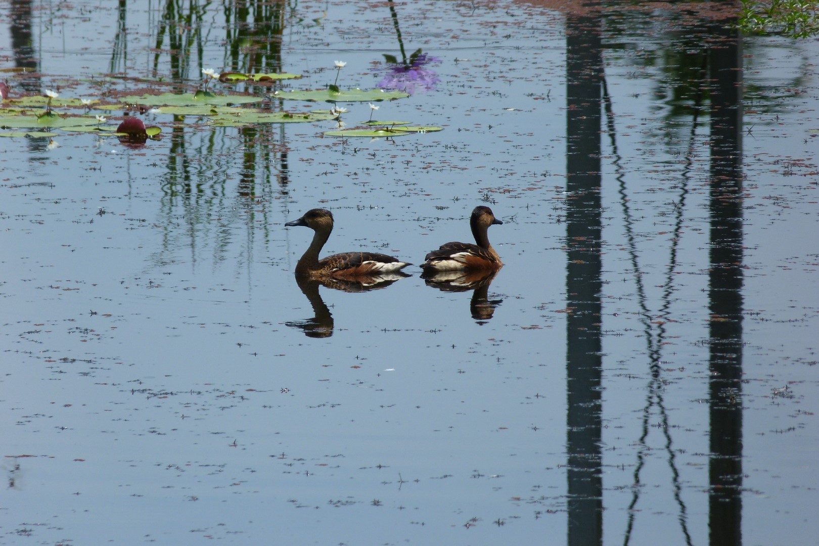 Wandering Whistling Duck