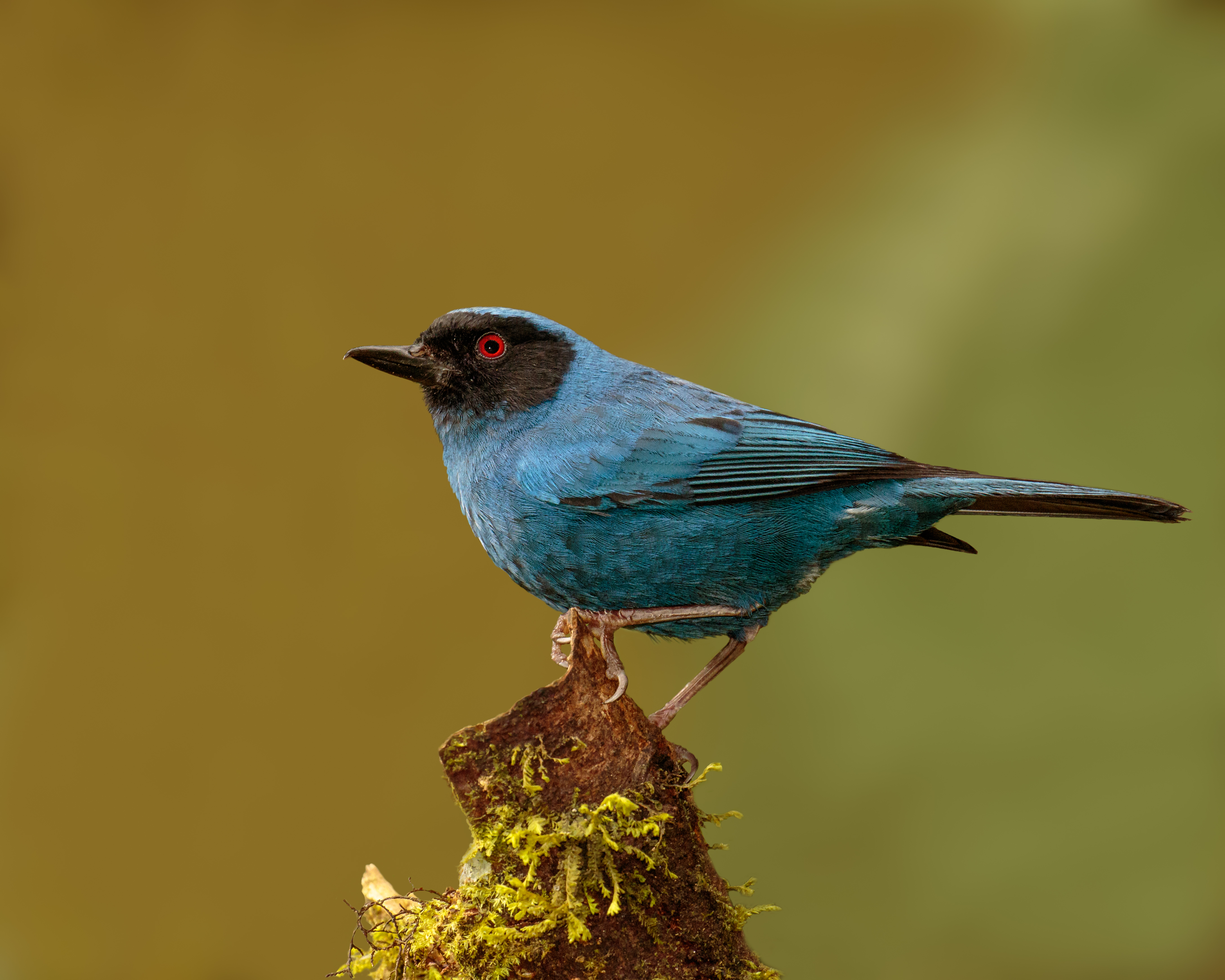 Warbling Masked Flowerpiercer