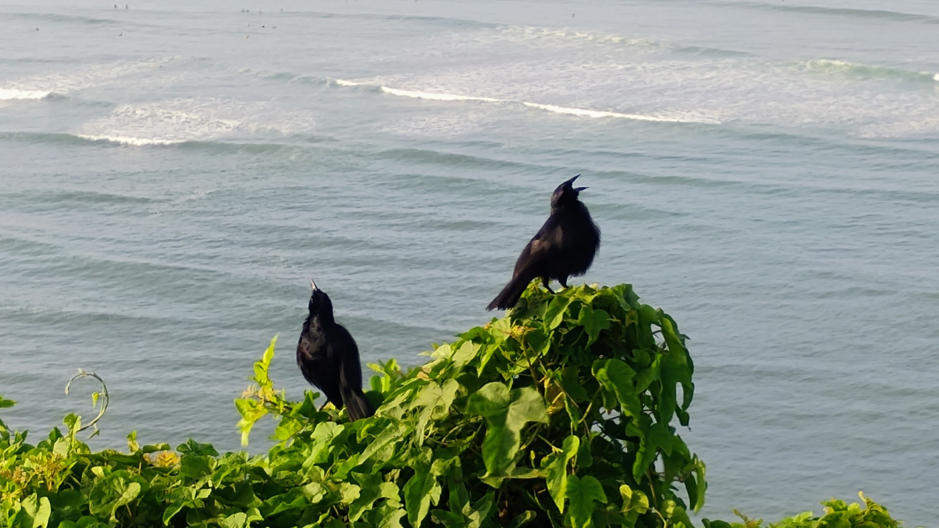 Warczewicz's Tody-Tyrant