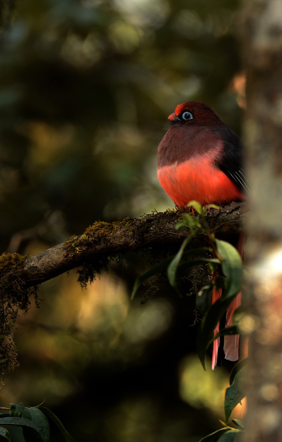 Ward's Trogon