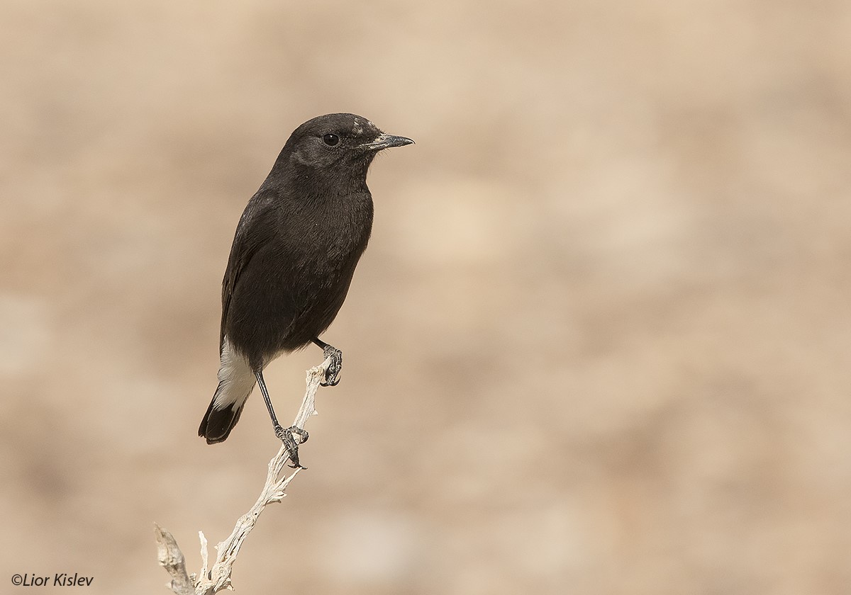 Warria's wheatear