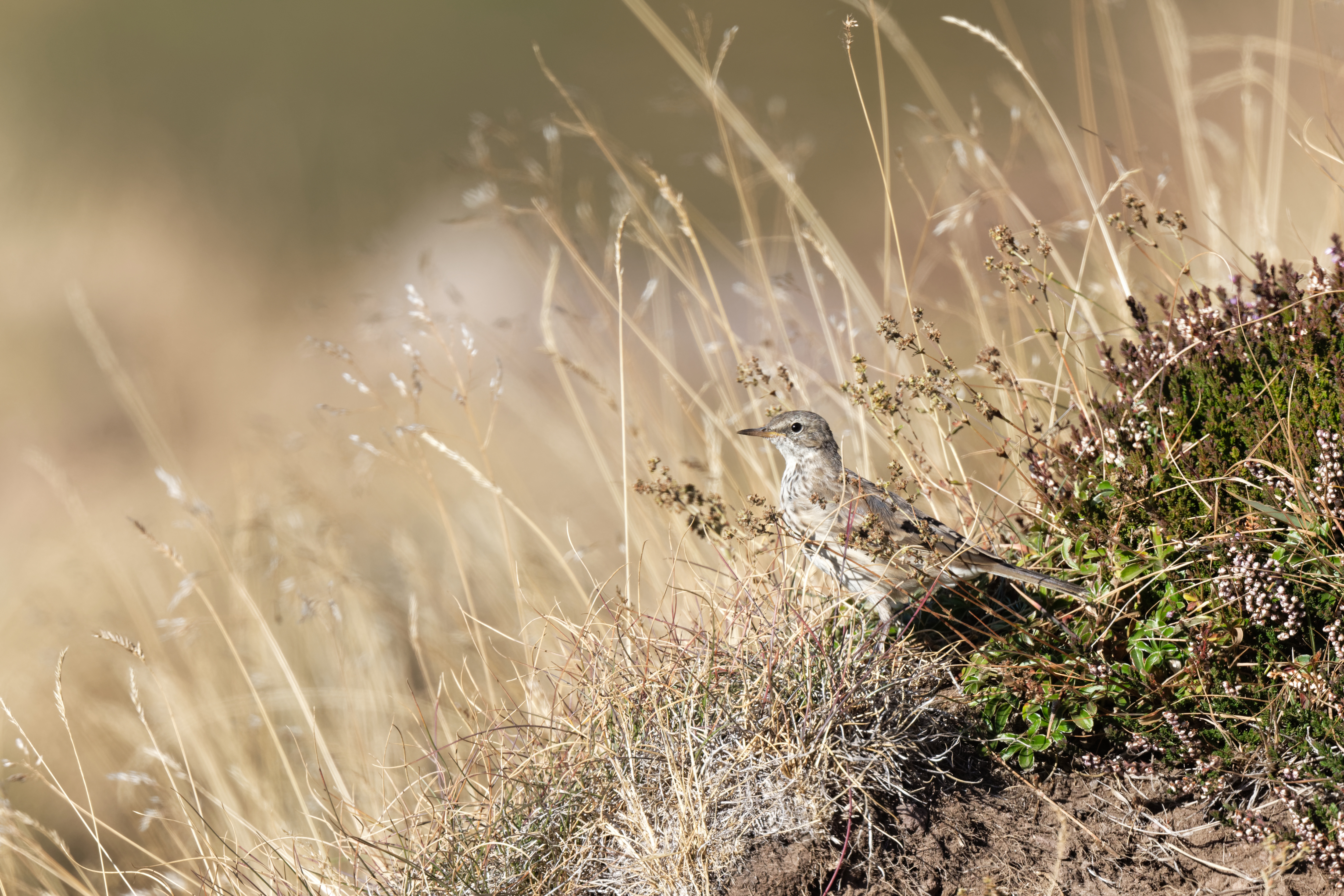 Water Pipit