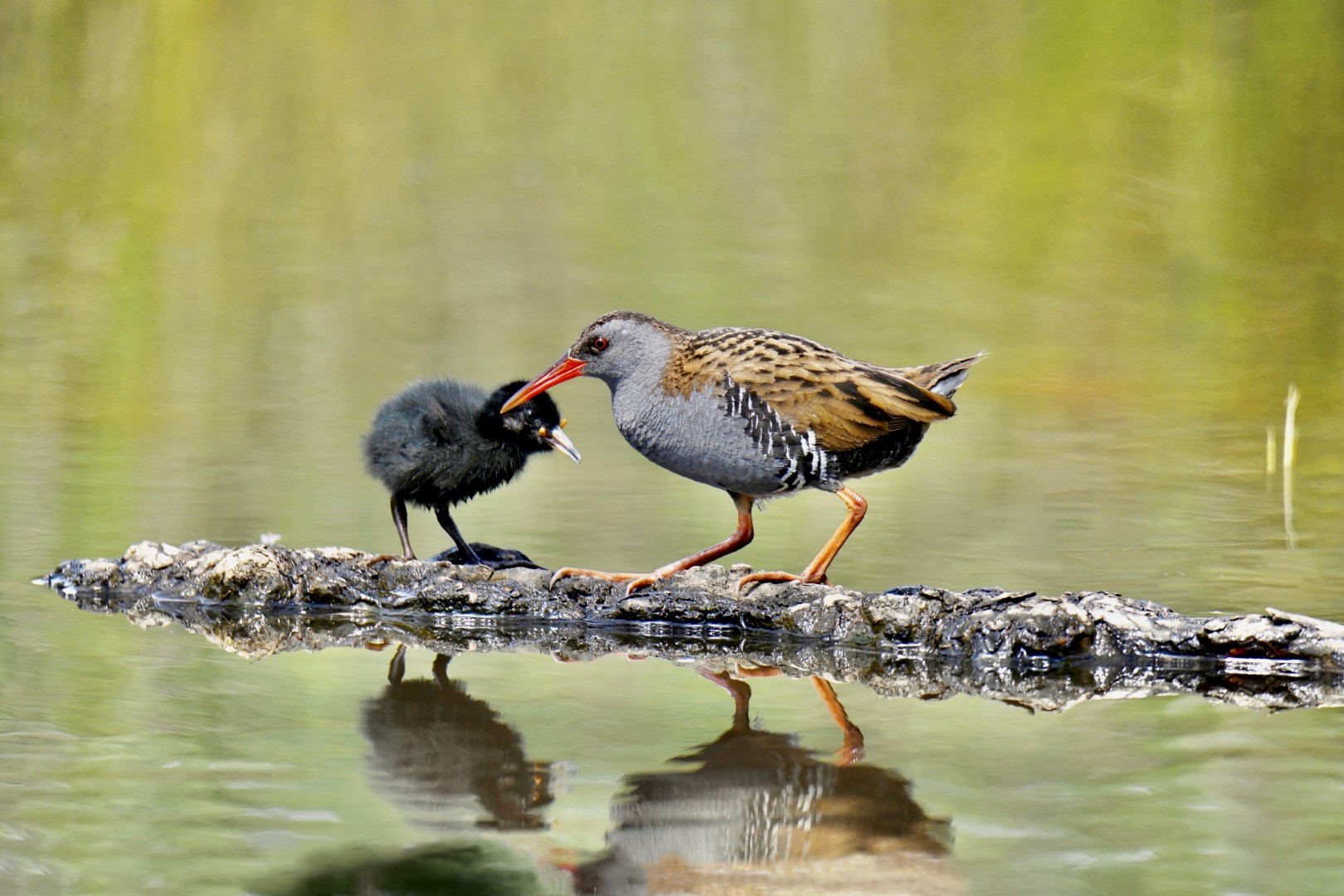 Water Rail