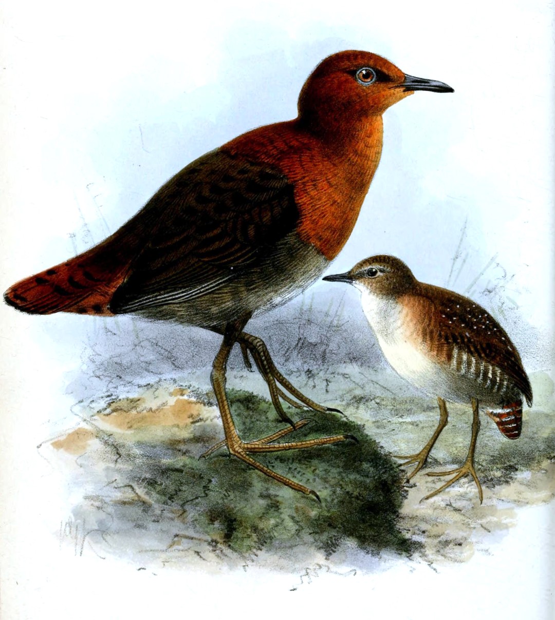 Waters's Rail
