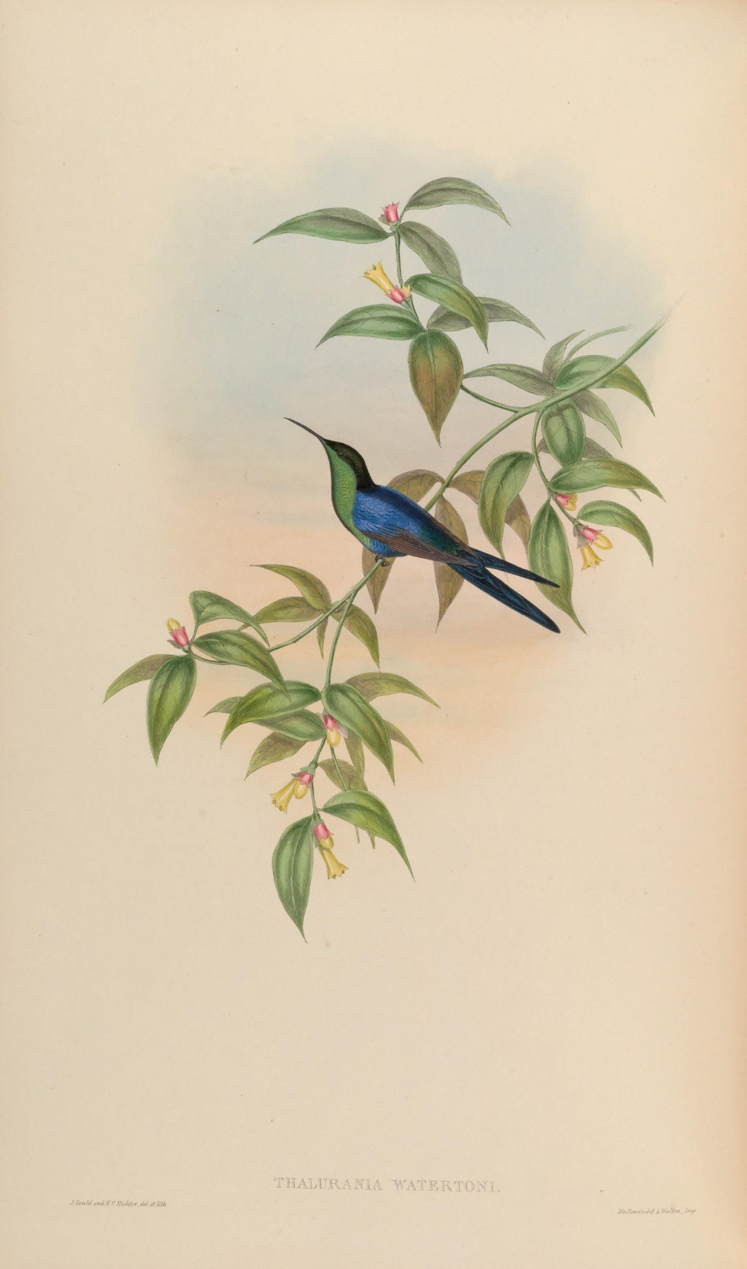 Waterton's Woodnymph