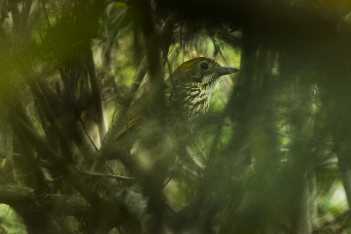 Watkins's Antpitta