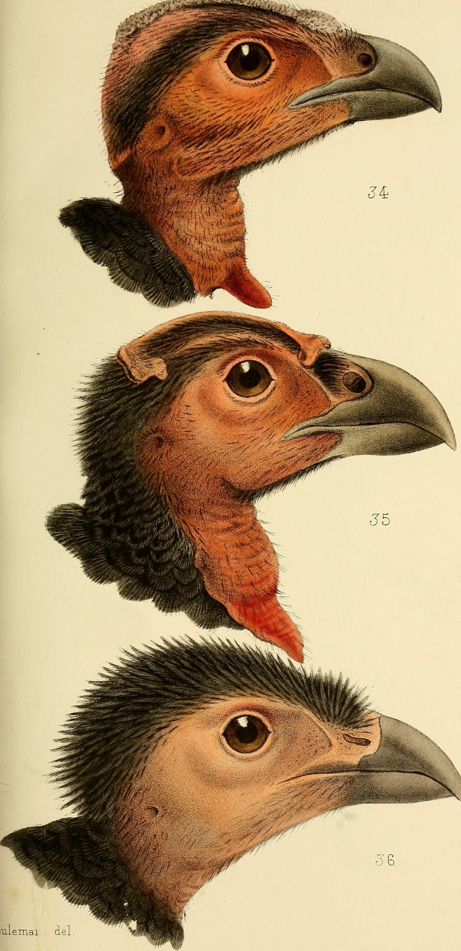 Wattled Brush Turkey