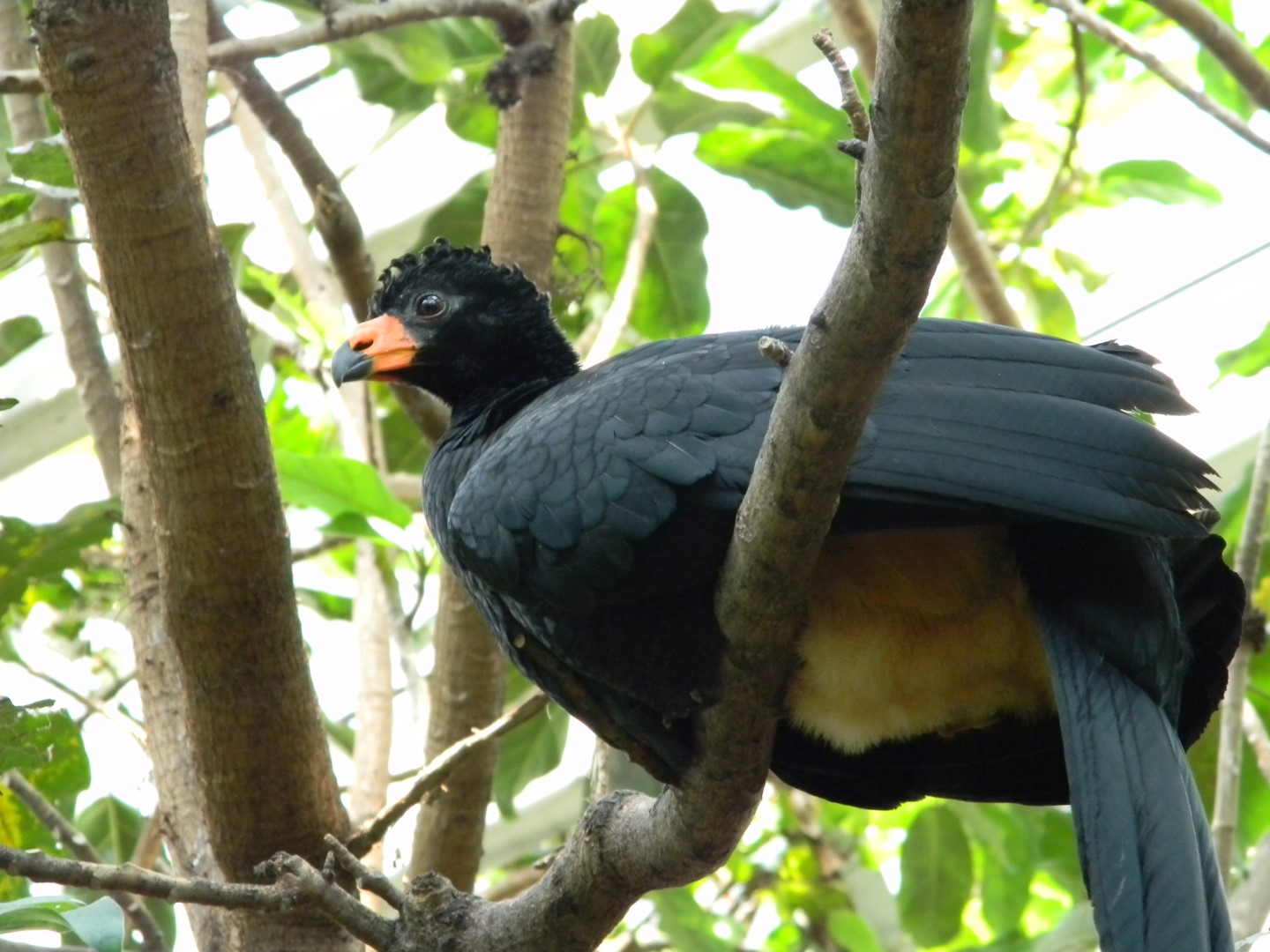 Wattled curassow