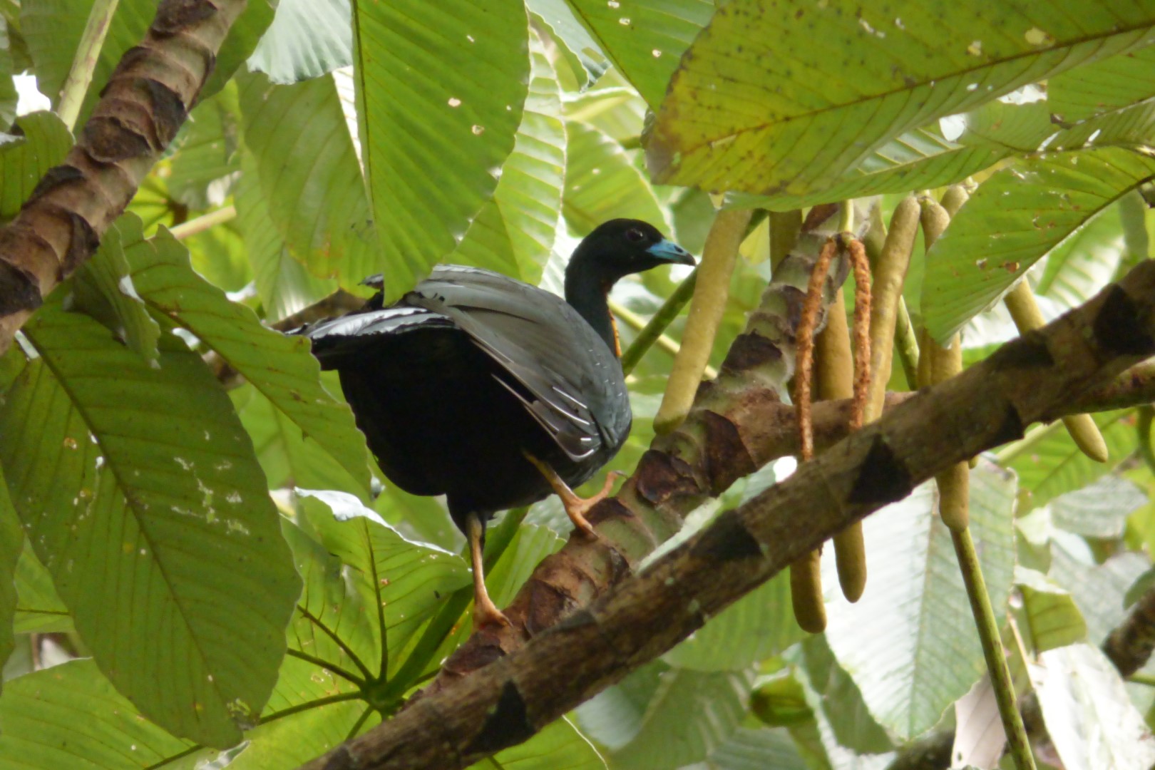 Wattled Guan