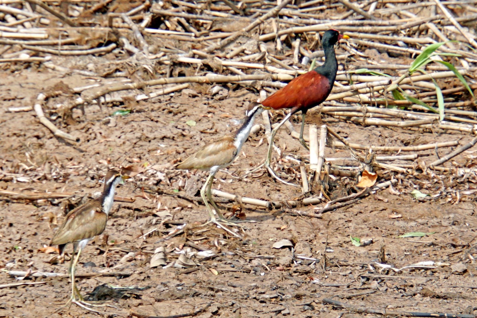 Wattled Jacana