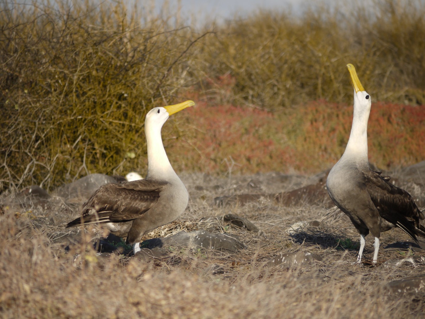 Waved Albatross