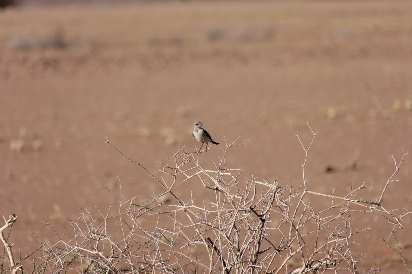 Wedge-tailed Grass-Finch