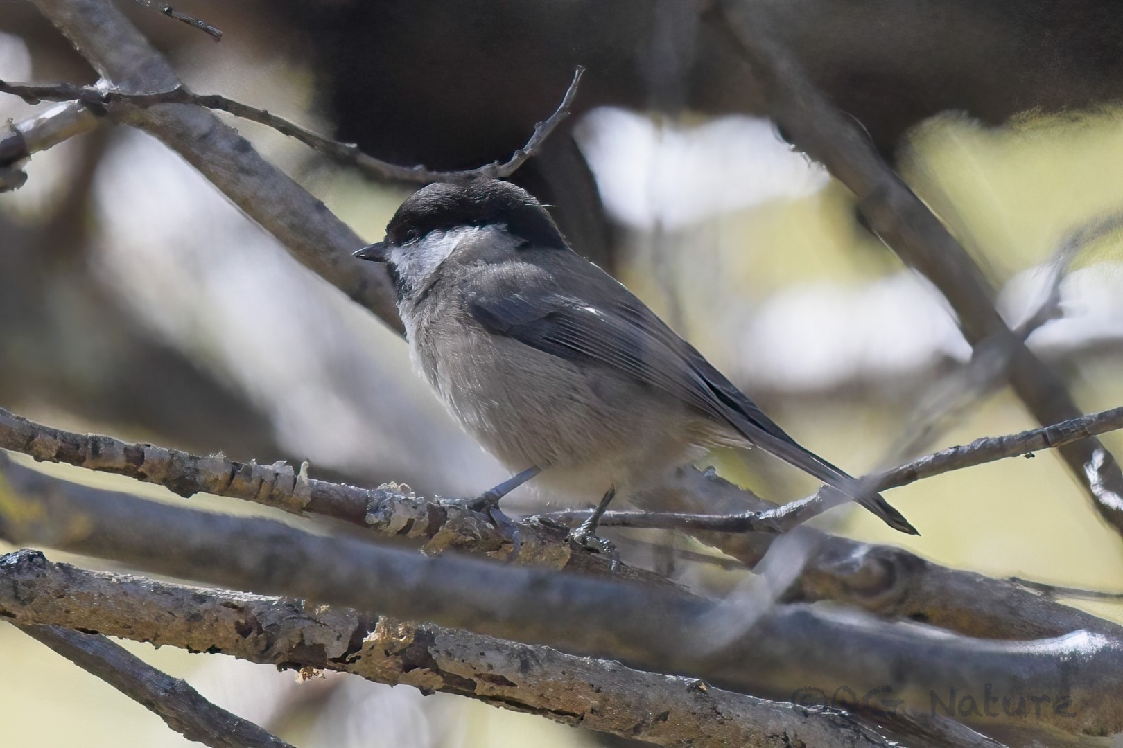 Weigold's chickadee