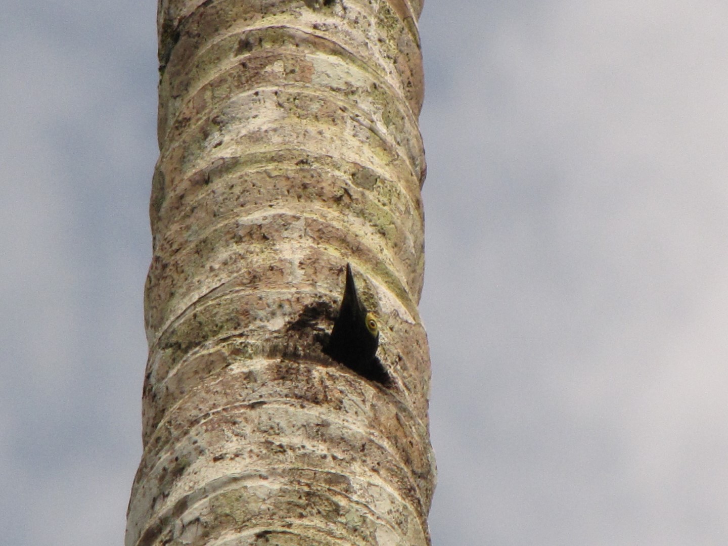 West Indian woodpecker