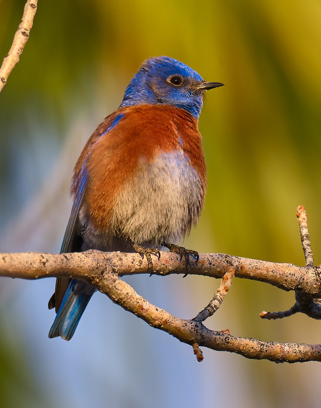 Western Bluebird