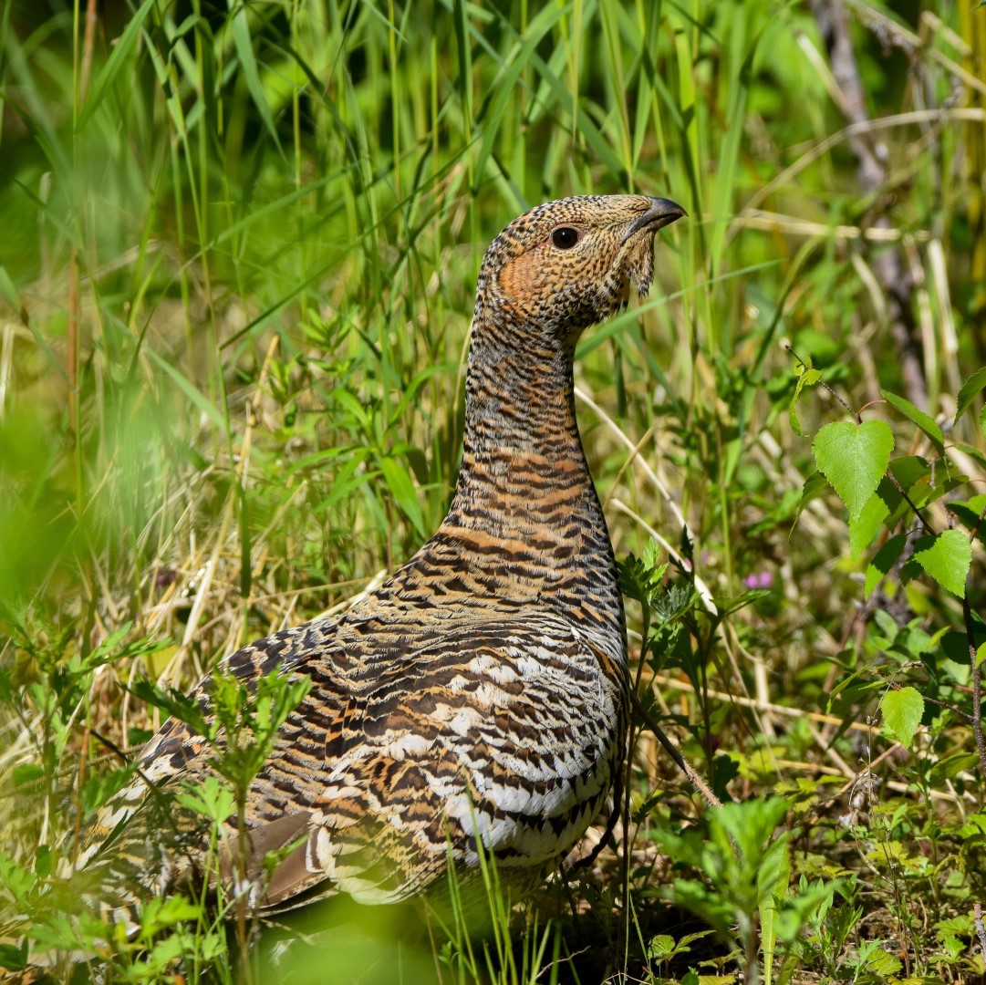 Western Capercaillie