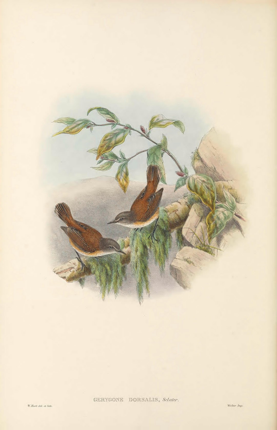 Western Gerygone