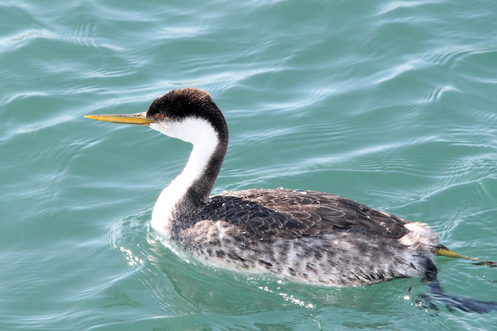 Western Grebe