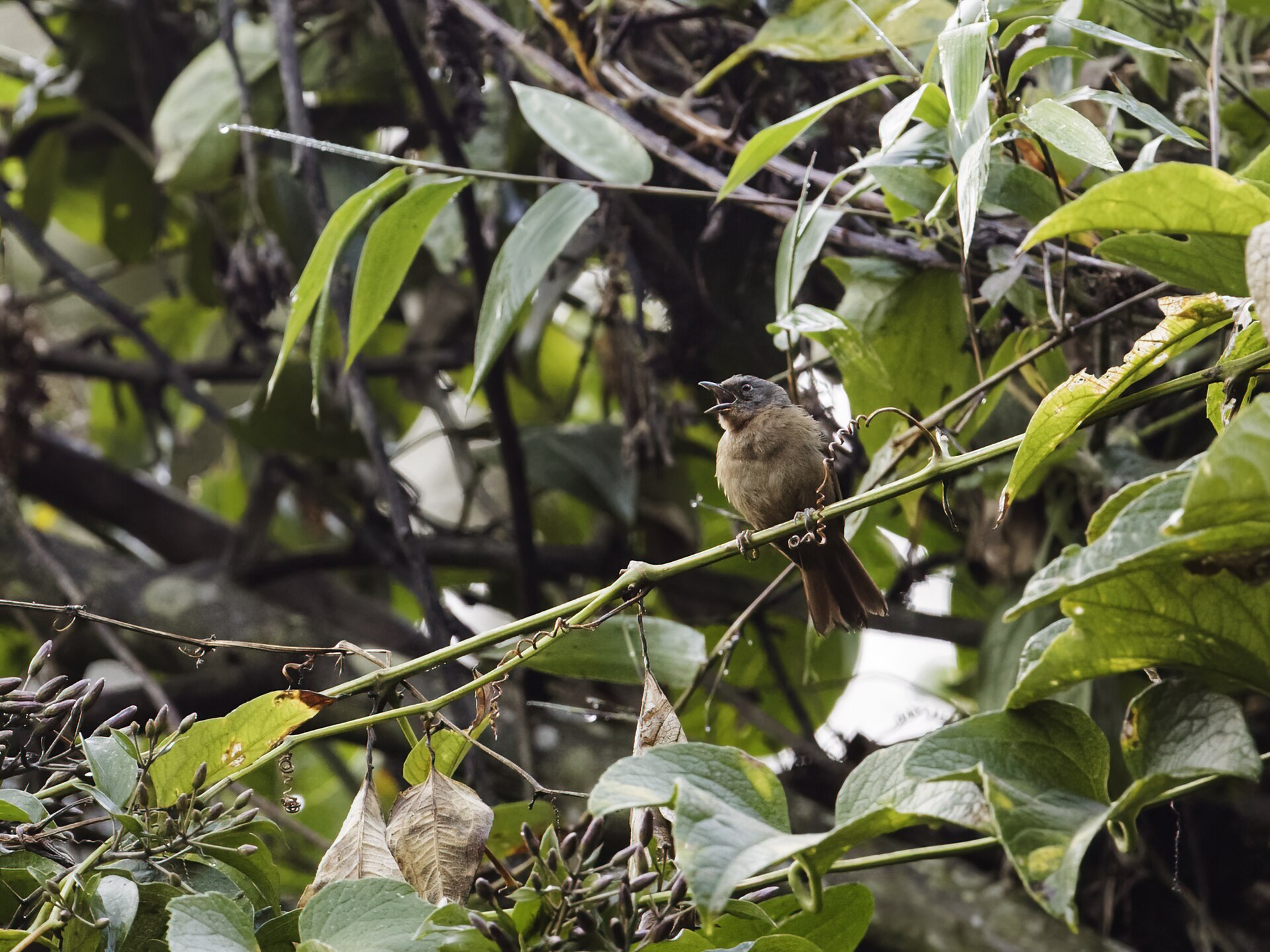 Western Hemispingus