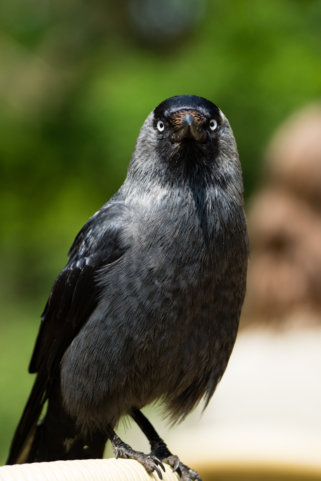 Western Jackdaw