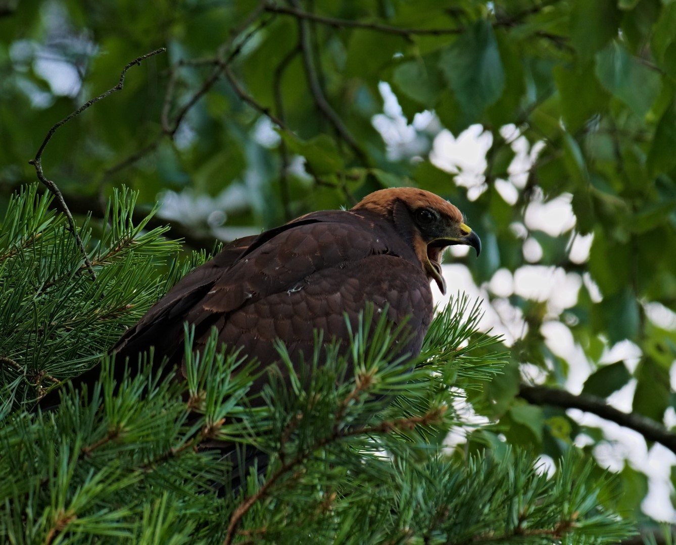 Western Marsh Harrier