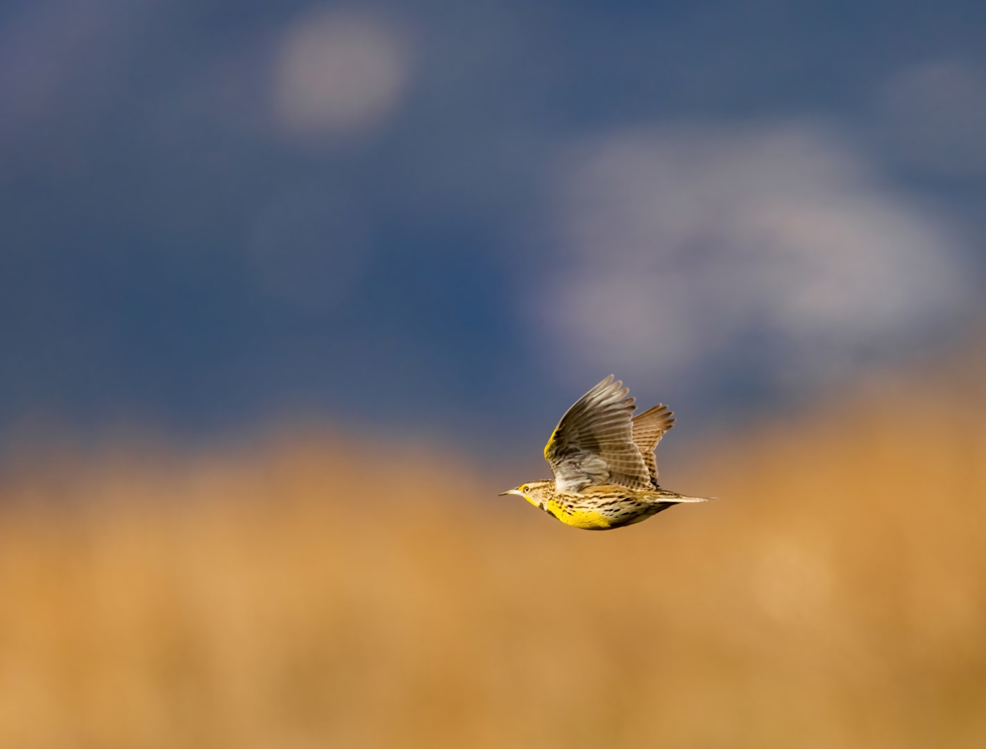 Western Meadowlark