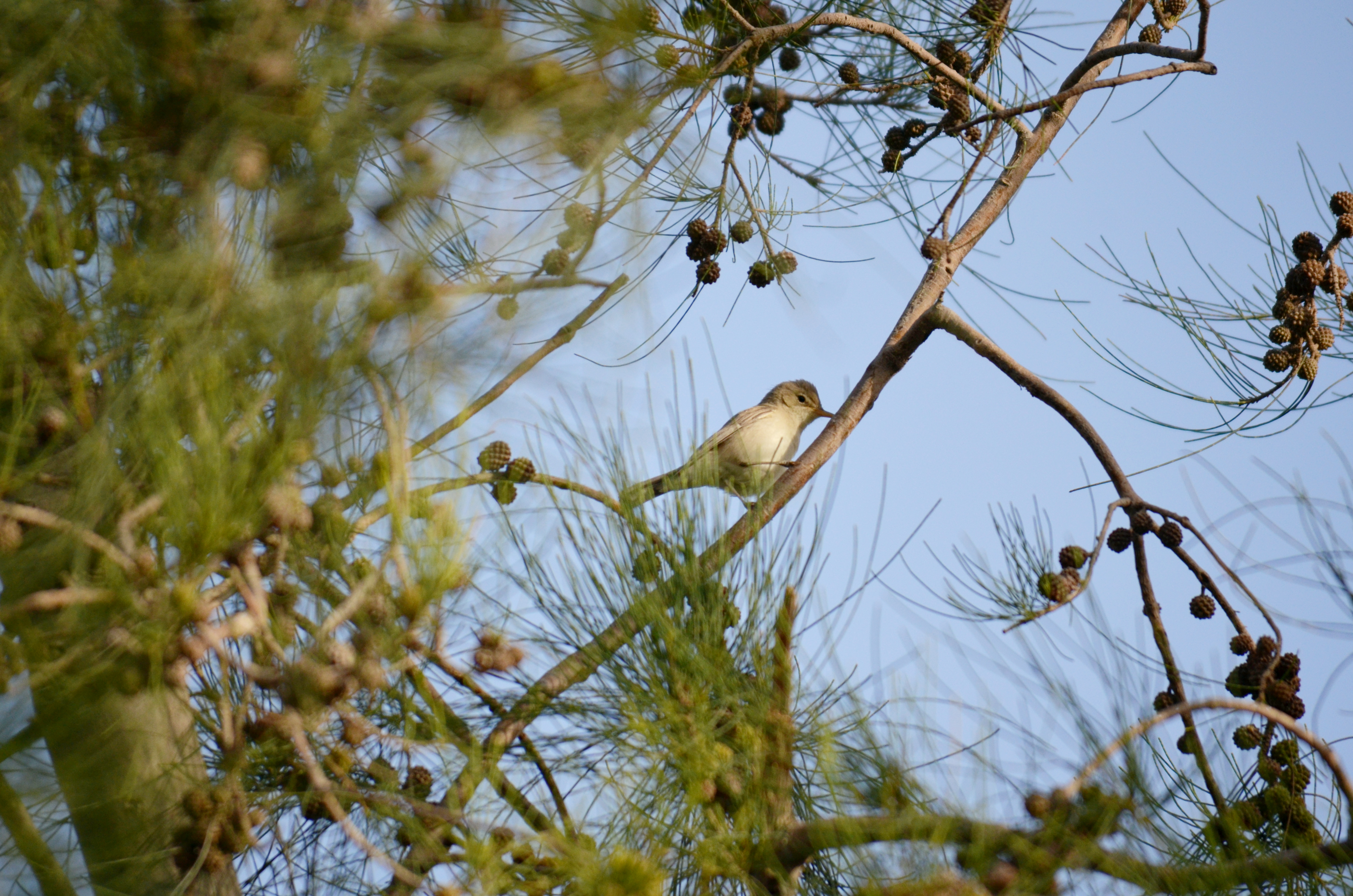 Western Olivaceous Warbler