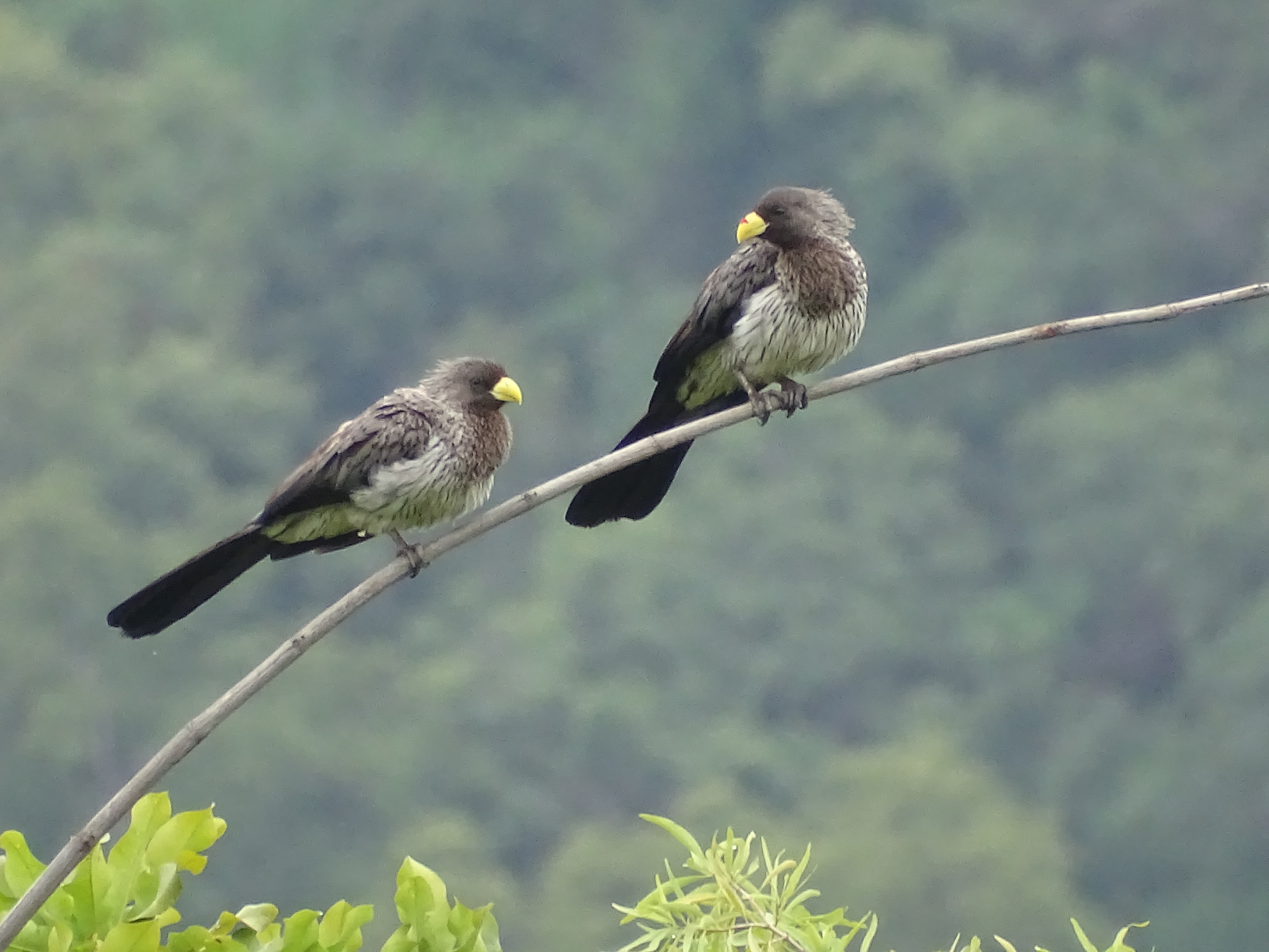 Western Plantain-eater