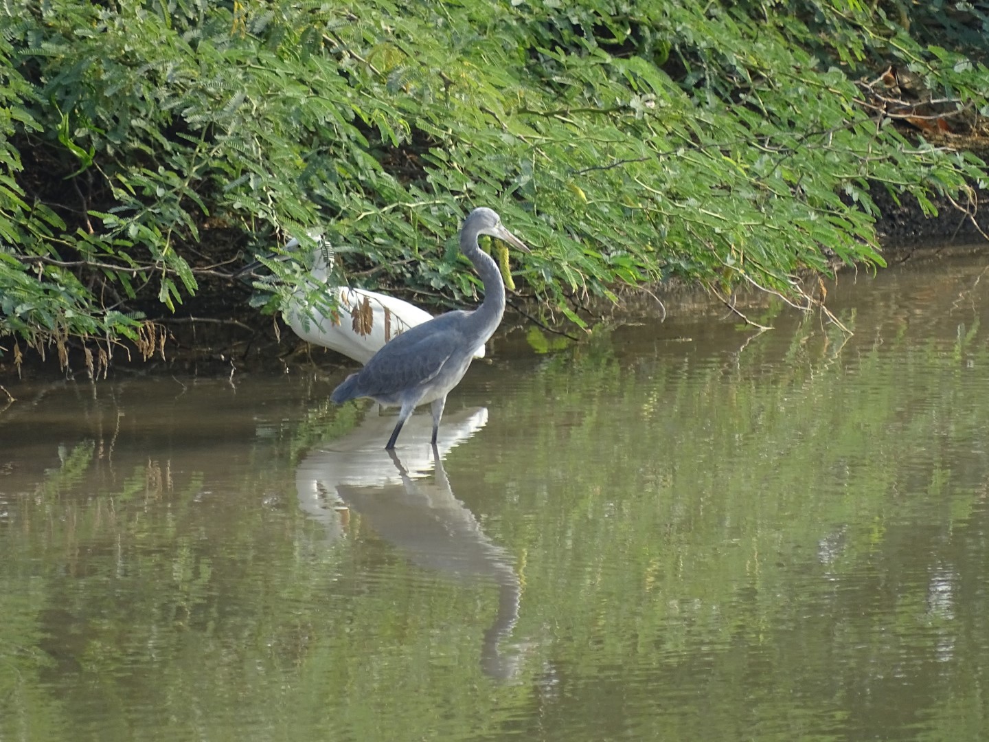 Western Reef Heron