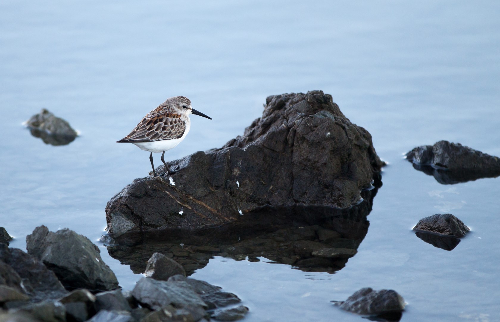 Western Sandpiper