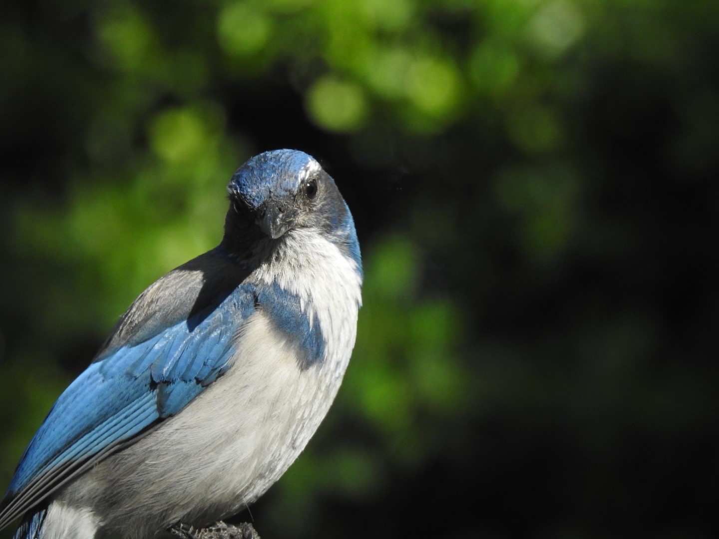 Western Scrub-Jay