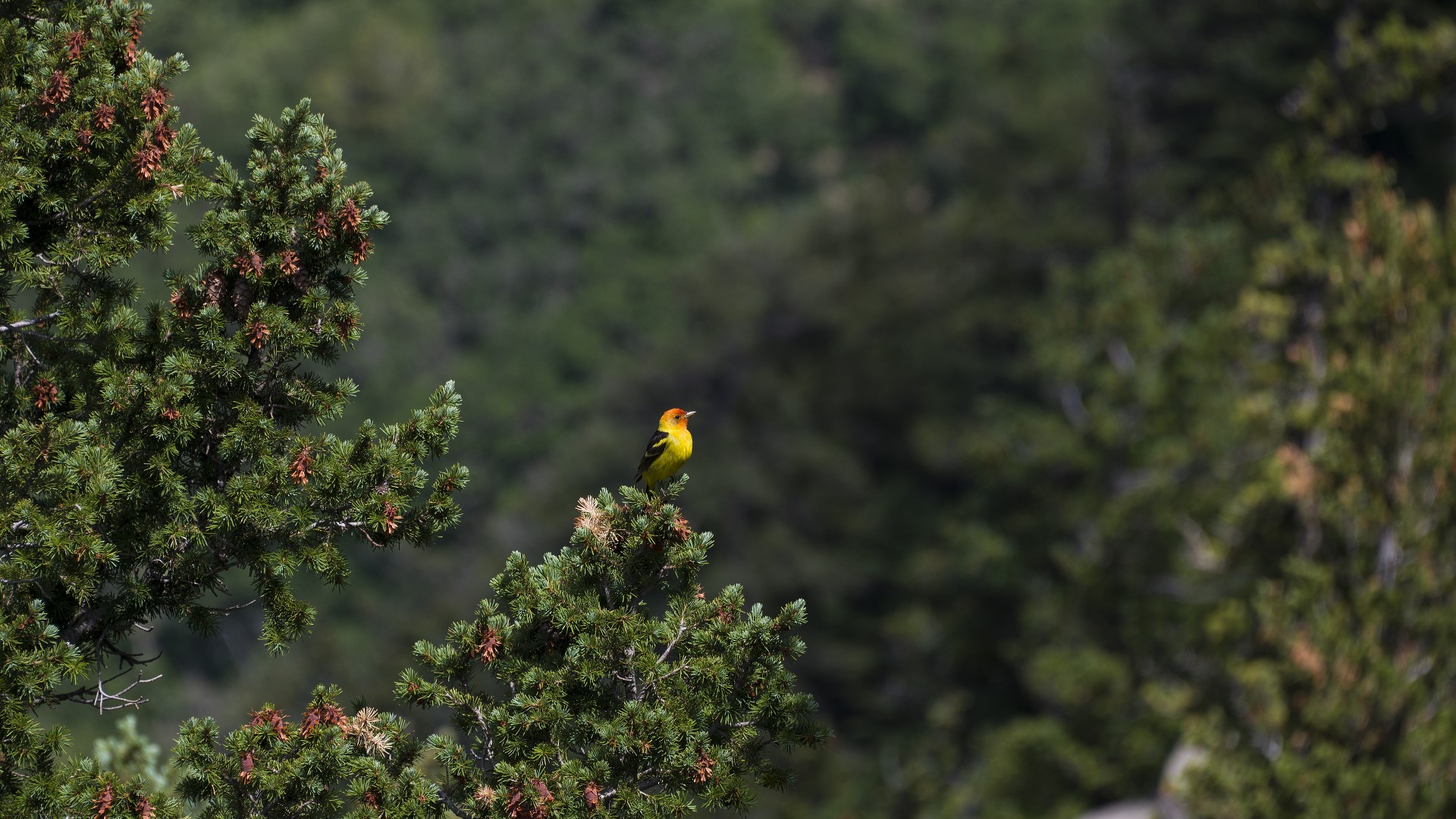 Western Tanager