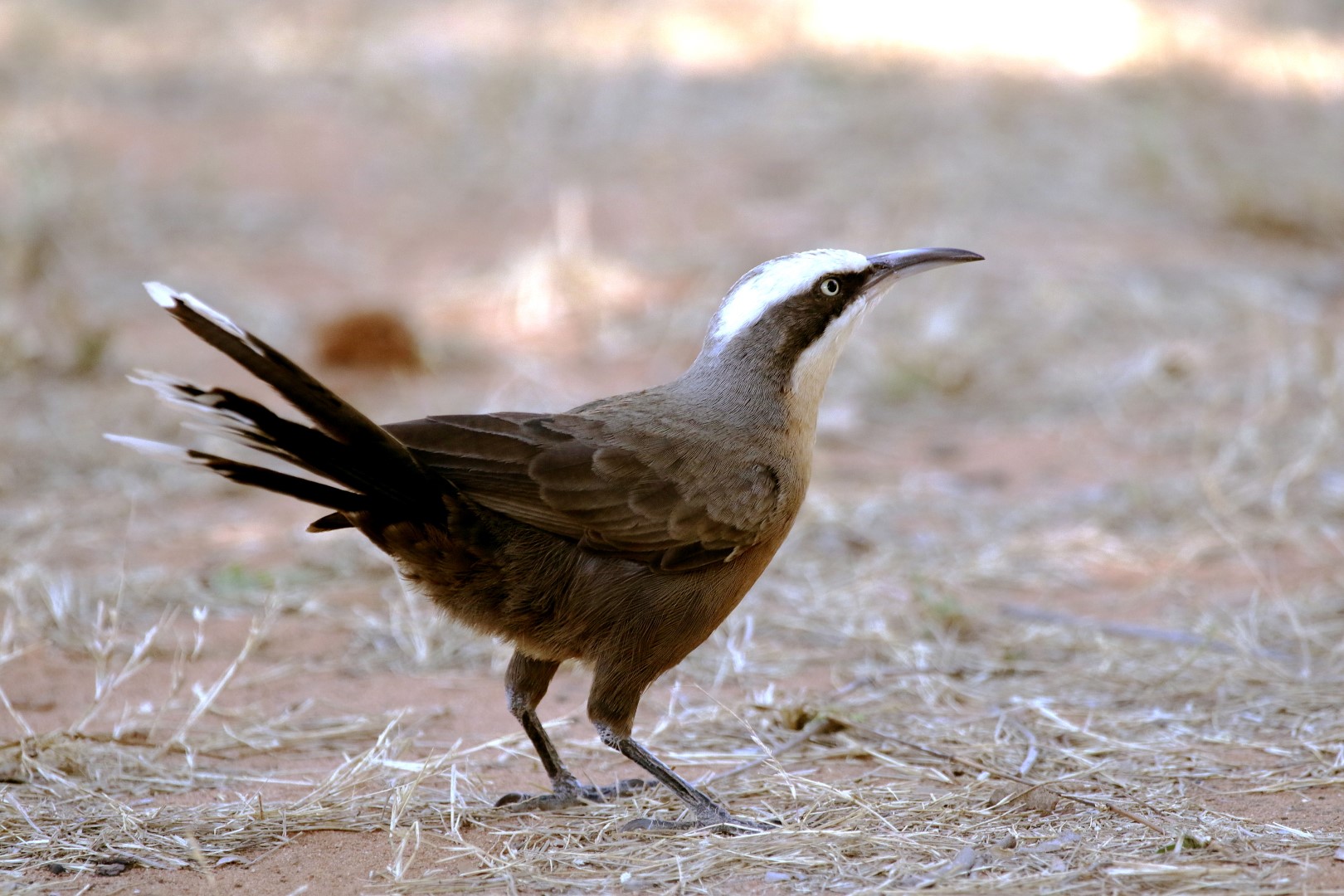 Western White-throated Treecreeper
