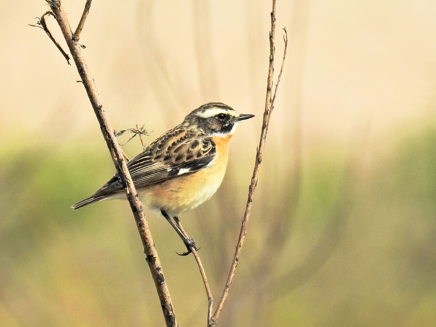 Whinchat