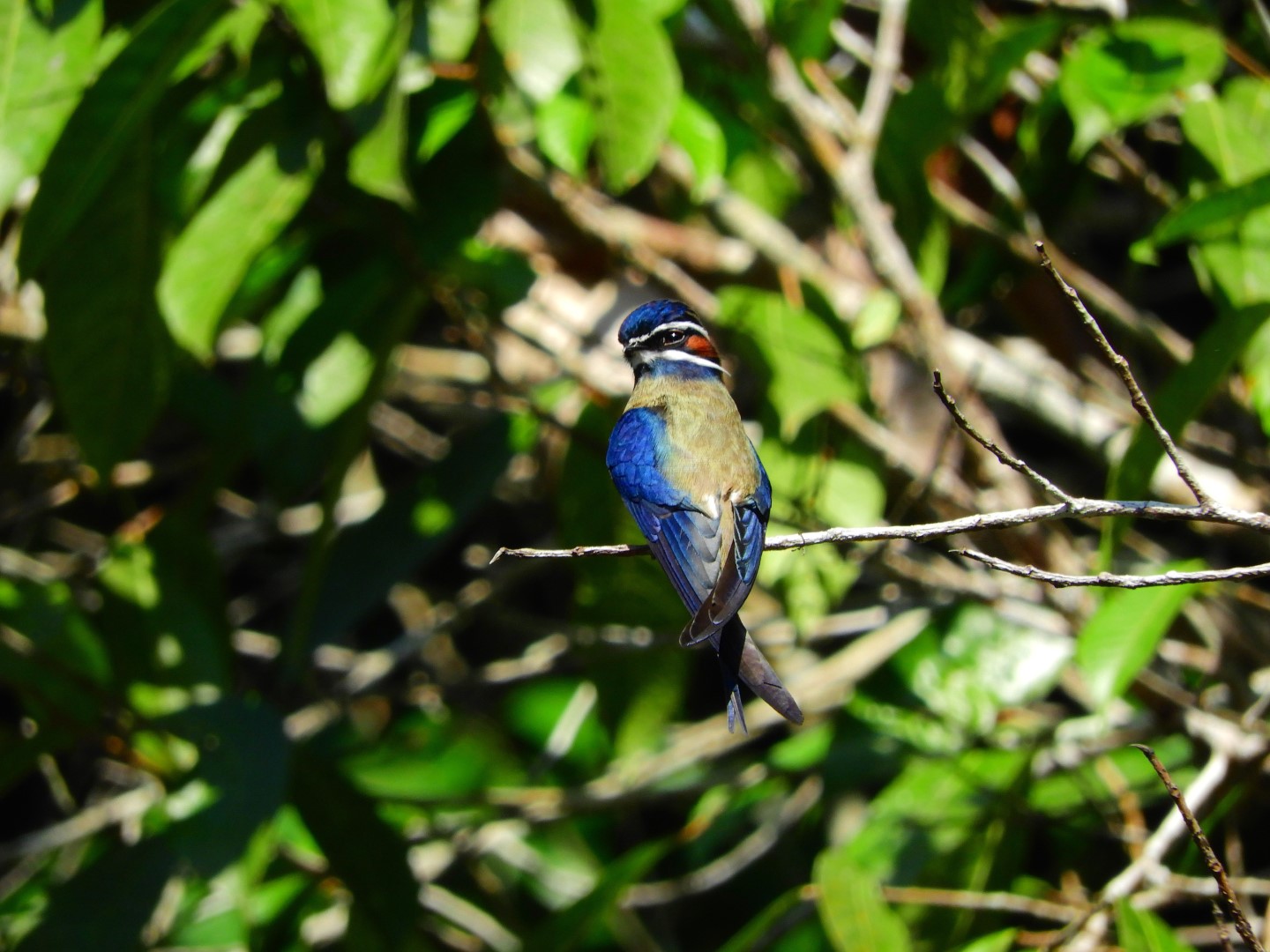 Whiskered Treeswift
