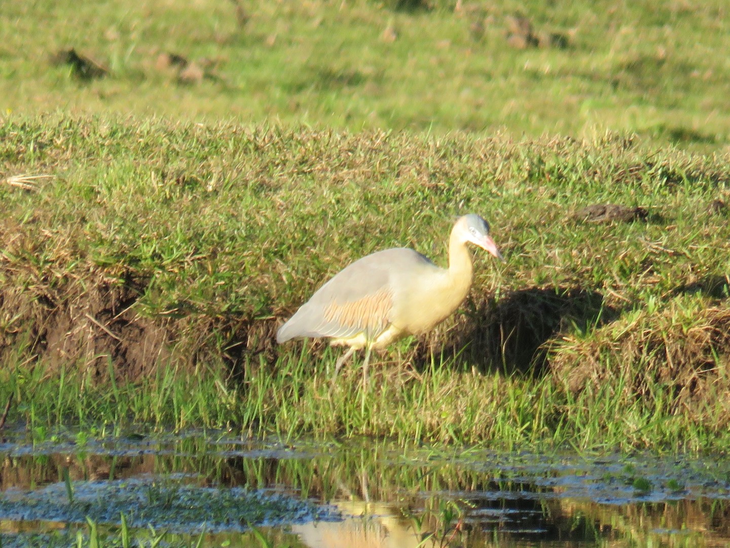 Whistling Heron