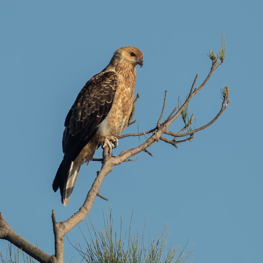 Whistling Kite