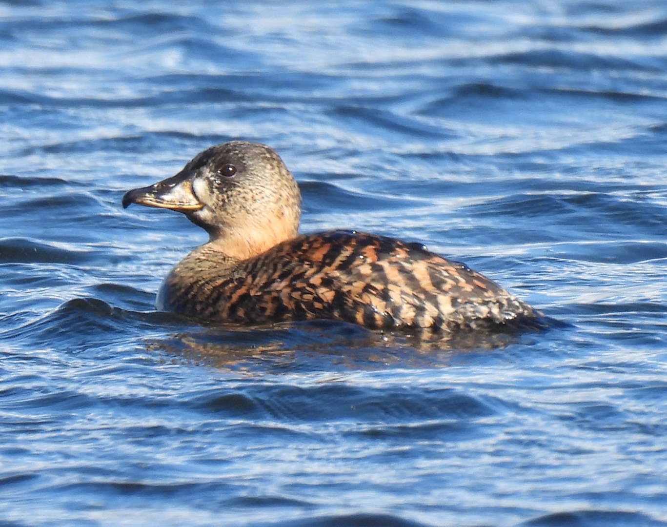 White-backed Duck