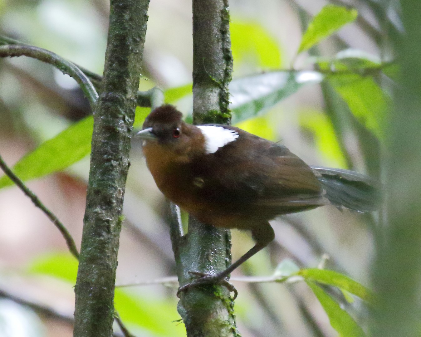 White-backed Fire-eye