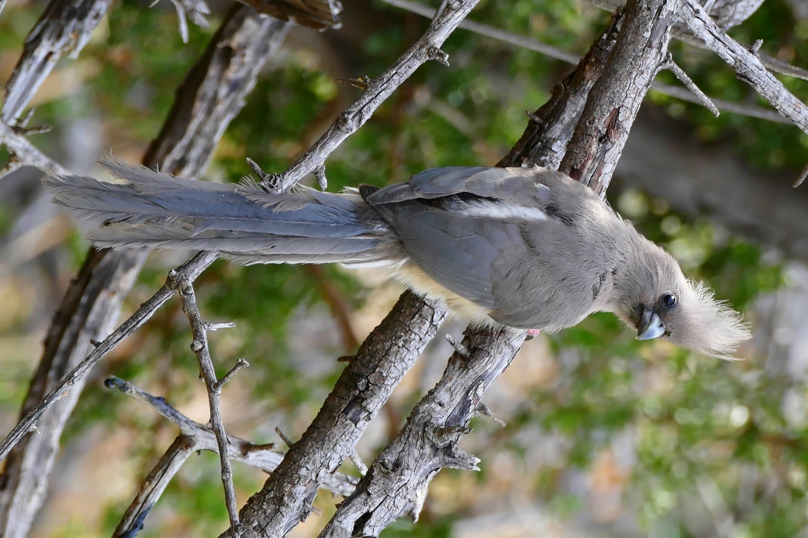 White-backed Mousebird