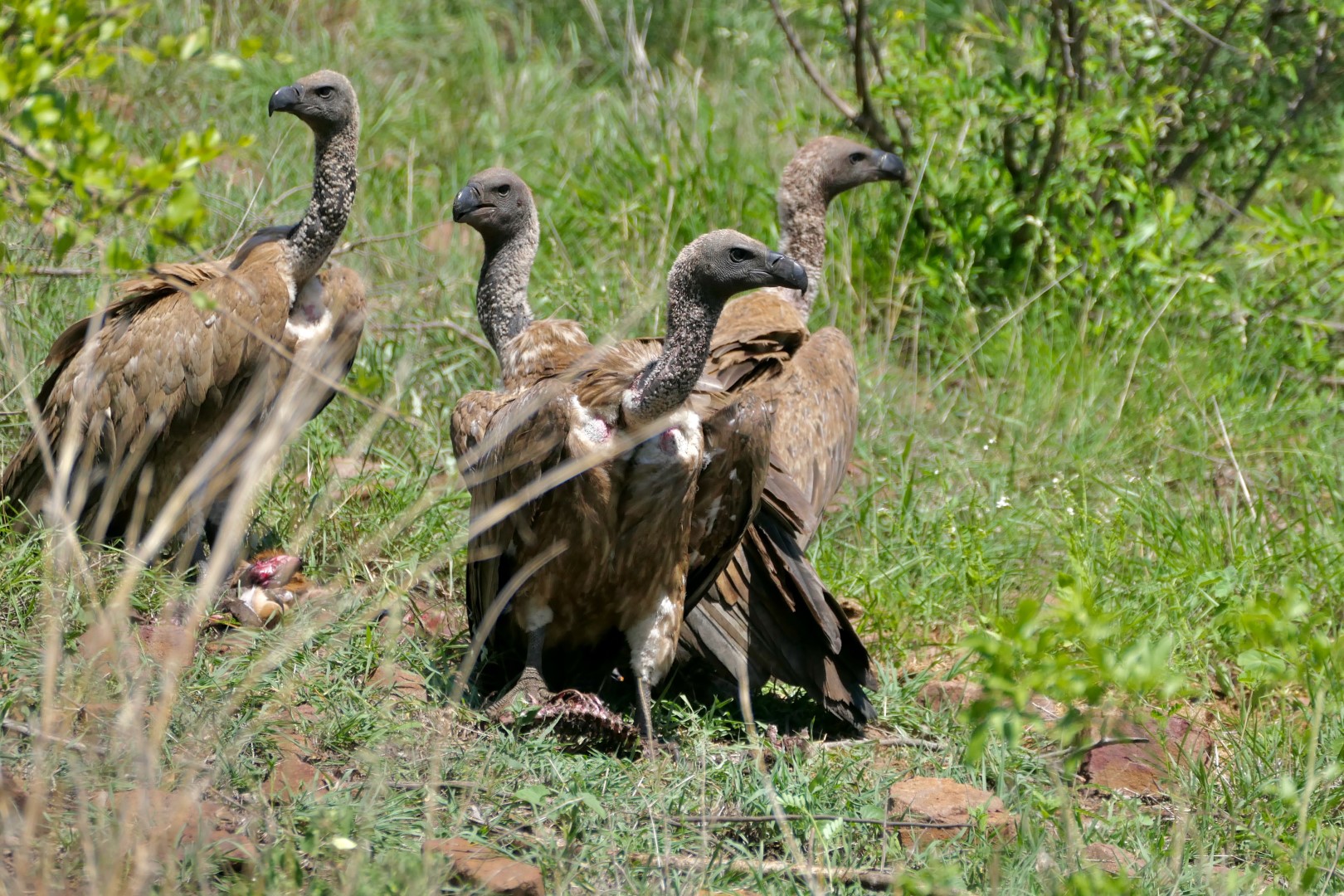 White-backed Vulture
