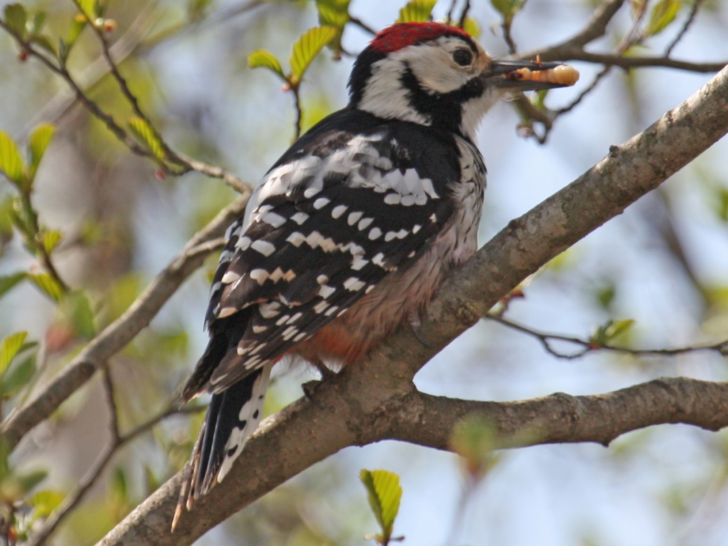 White-backed Woodpecker