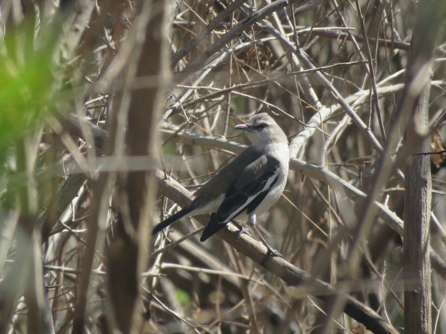 White-banded mockingbird