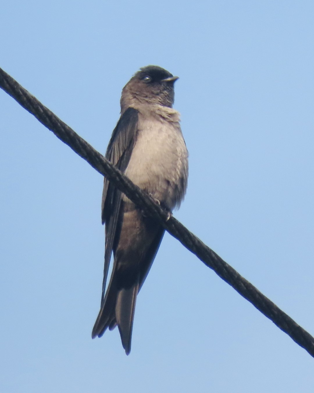 White-banded Swallow