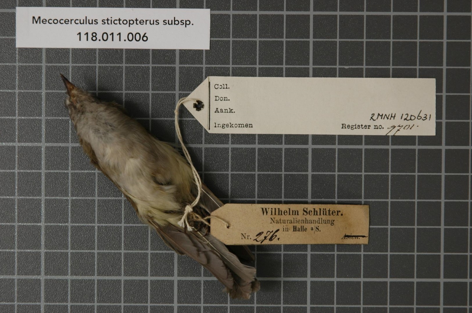 White-banded Tyrannulet