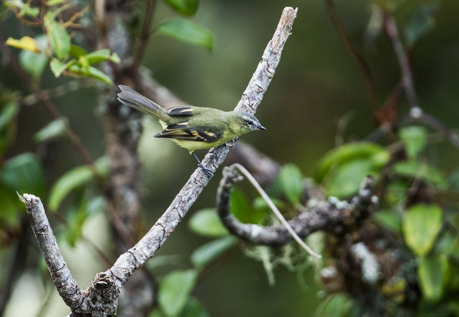 White-banded Tyrannulet