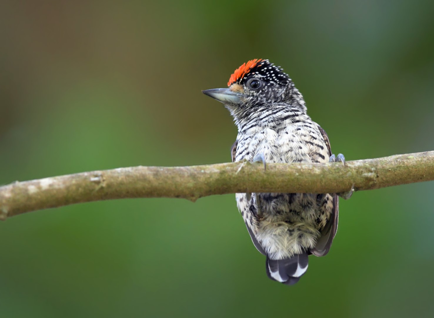 White-barred Piculet