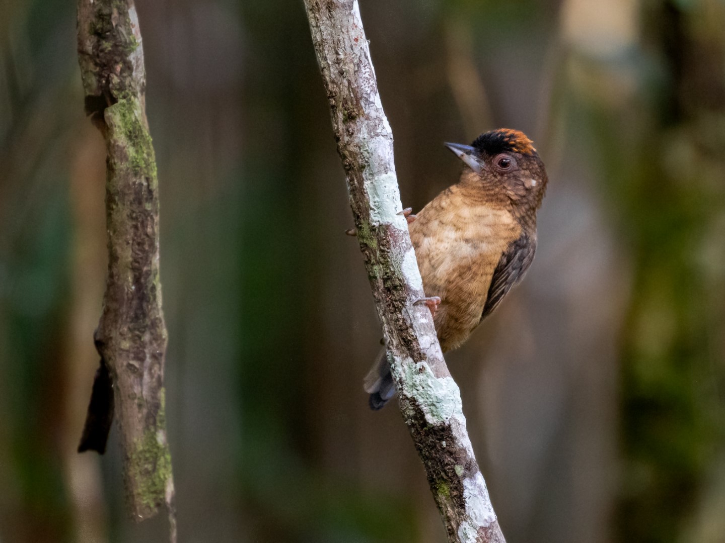 White-barred Piculet