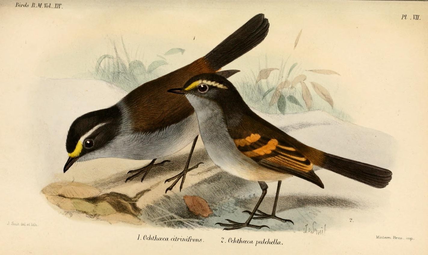 White-bearded Manakin