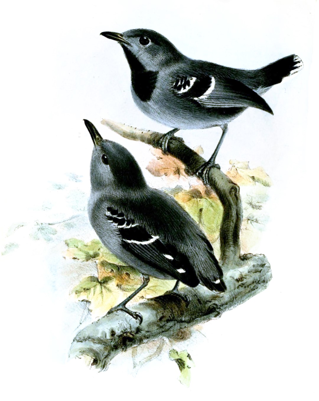 White-bellied Antbird